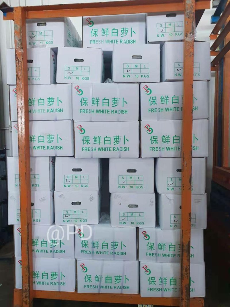白萝卜大量供应欢迎光临