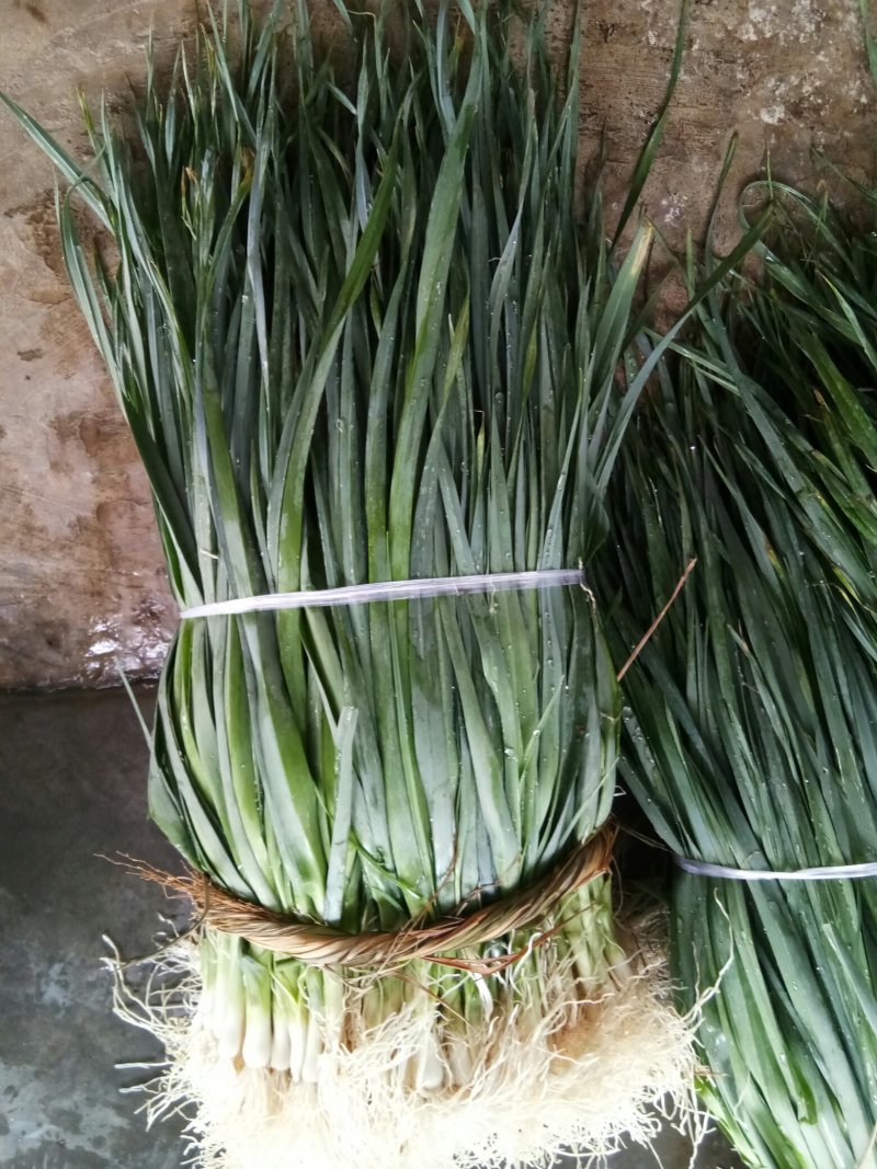 蒜苗（新鮮蒜苗現貨）