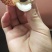 桂味大量上市
