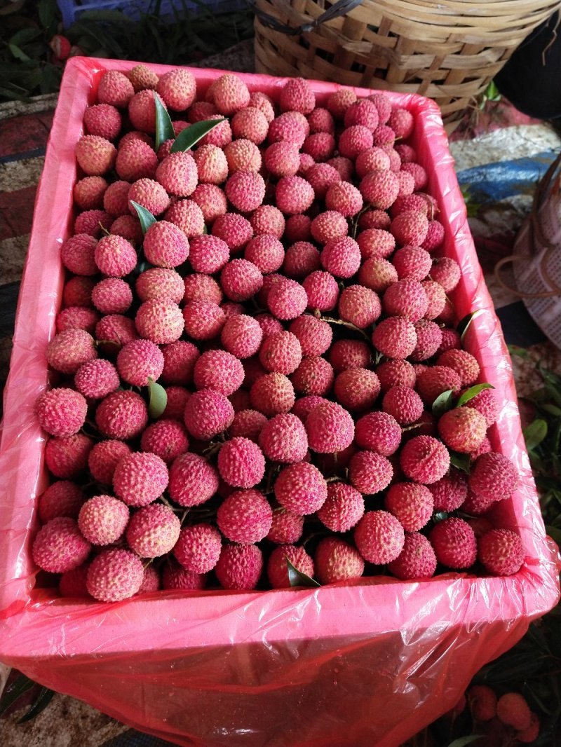 桂味大量上市