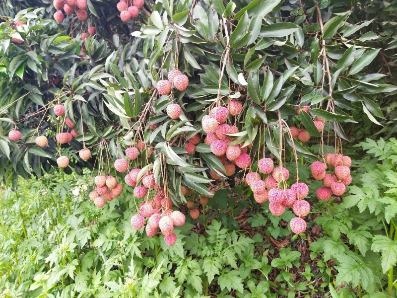 桂味大量上市