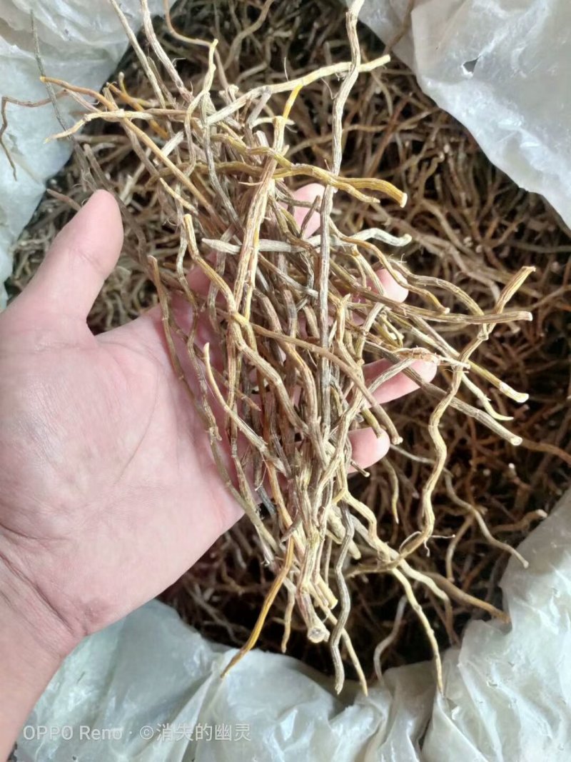 【产地直销】云南铁皮石斛可打粉包邮支持一件代发