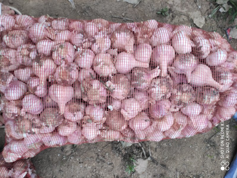 河南，毛蒜，脱水，干蒜，大量上市中，欢迎订购