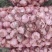 河南，毛蒜，脱水，干蒜，大量上市中，欢迎订购
