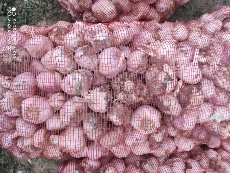 河南，毛蒜，脱水，干蒜，大量上市中，欢迎订购