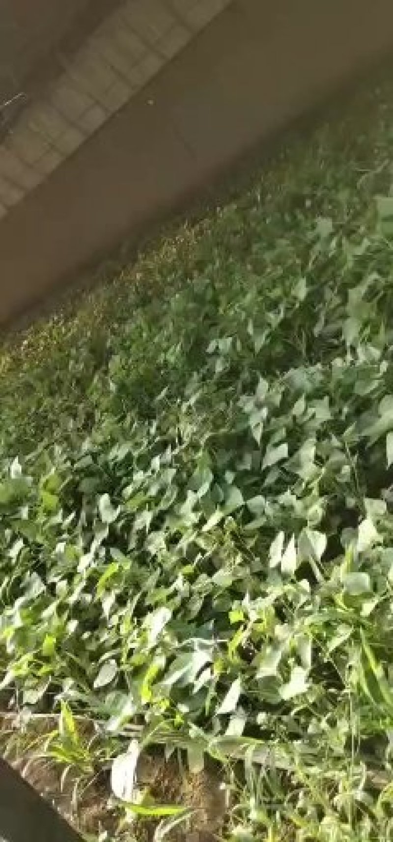 商薯19