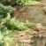 商薯19