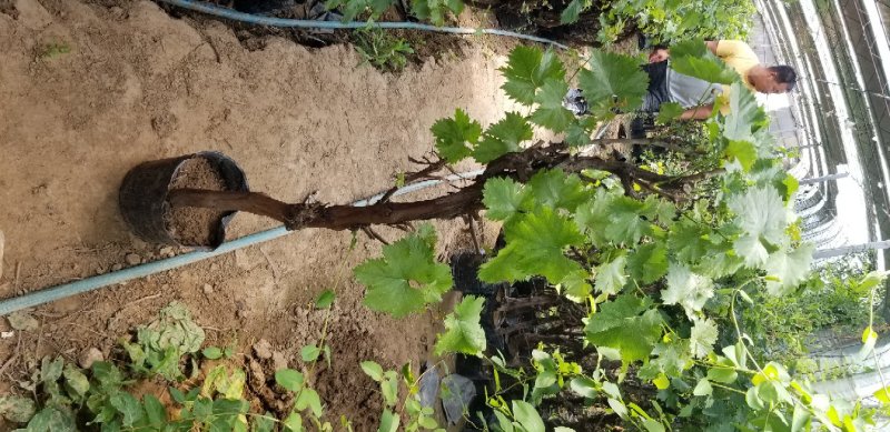 葡萄树营养杯盆栽室内盆栽盆景葡萄树带盆发货包成活两棵包邮