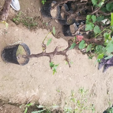 葡萄树营养杯盆栽室内盆栽盆景葡萄树带盆发货包成活两棵包邮