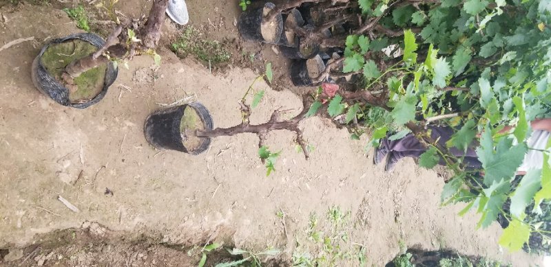 葡萄树营养杯盆栽室内盆栽盆景葡萄树带盆发货包成活两棵包邮