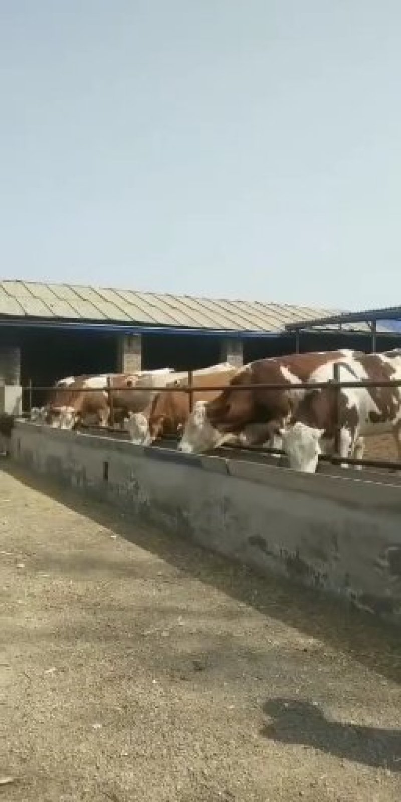 西门塔尔怀孕母牛价格，西门塔尔小公牛价格