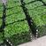 【精品】九里香一手货小盆栽绿化不错选择可视频看货