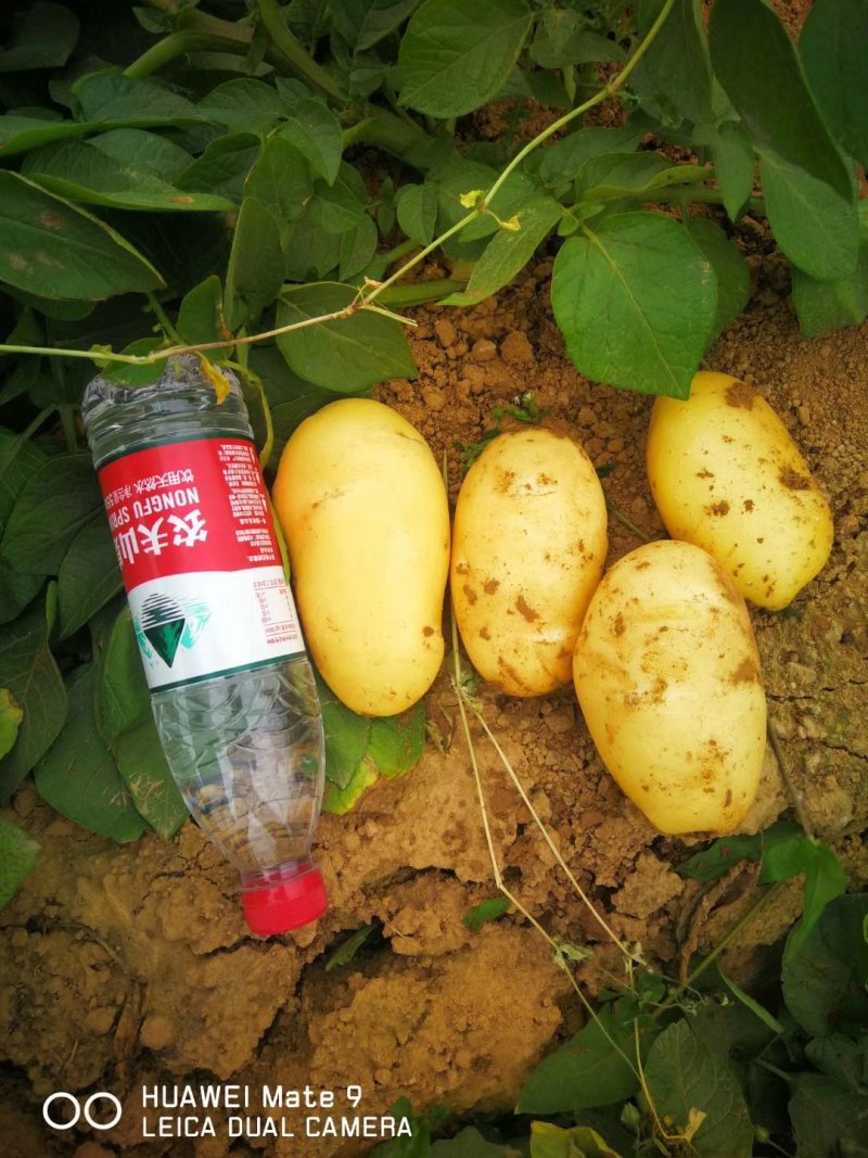 基地供应沃土5，实验一，希森，皮毛好，一手货源，发往全国