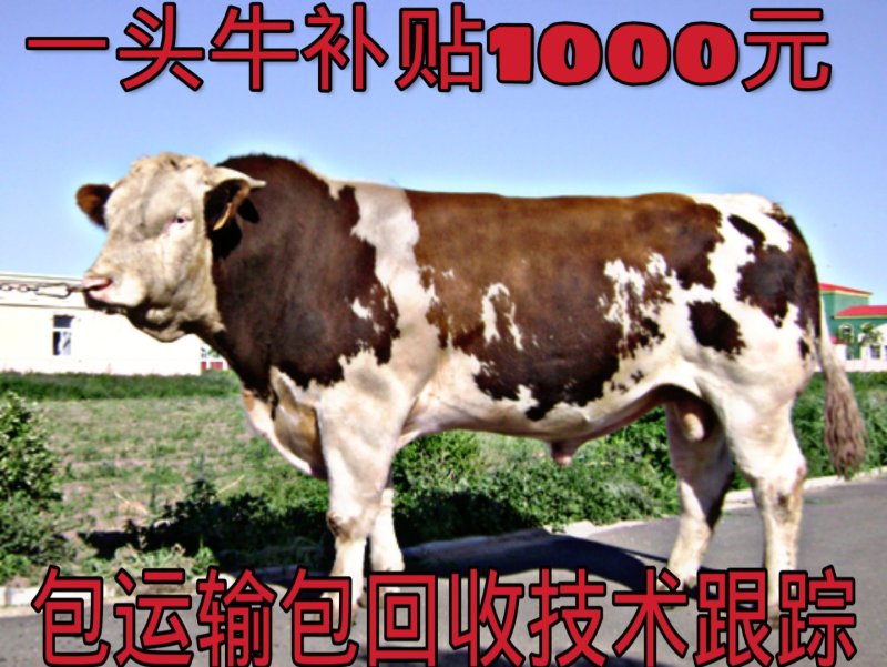 西门塔尔牛小牛犊包成活包回收包技术政府补贴1000一头