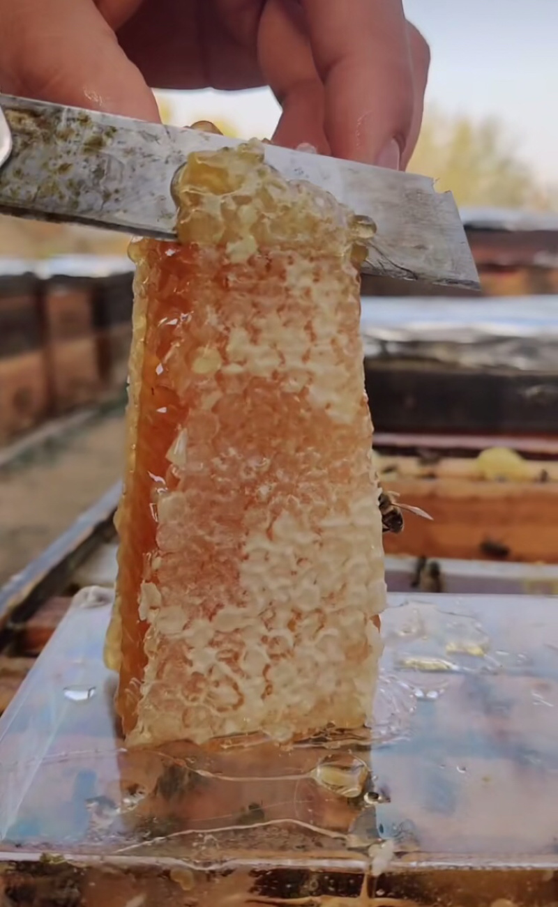 【原产地直销】甘肃农家自养土蜂蜜批发零售