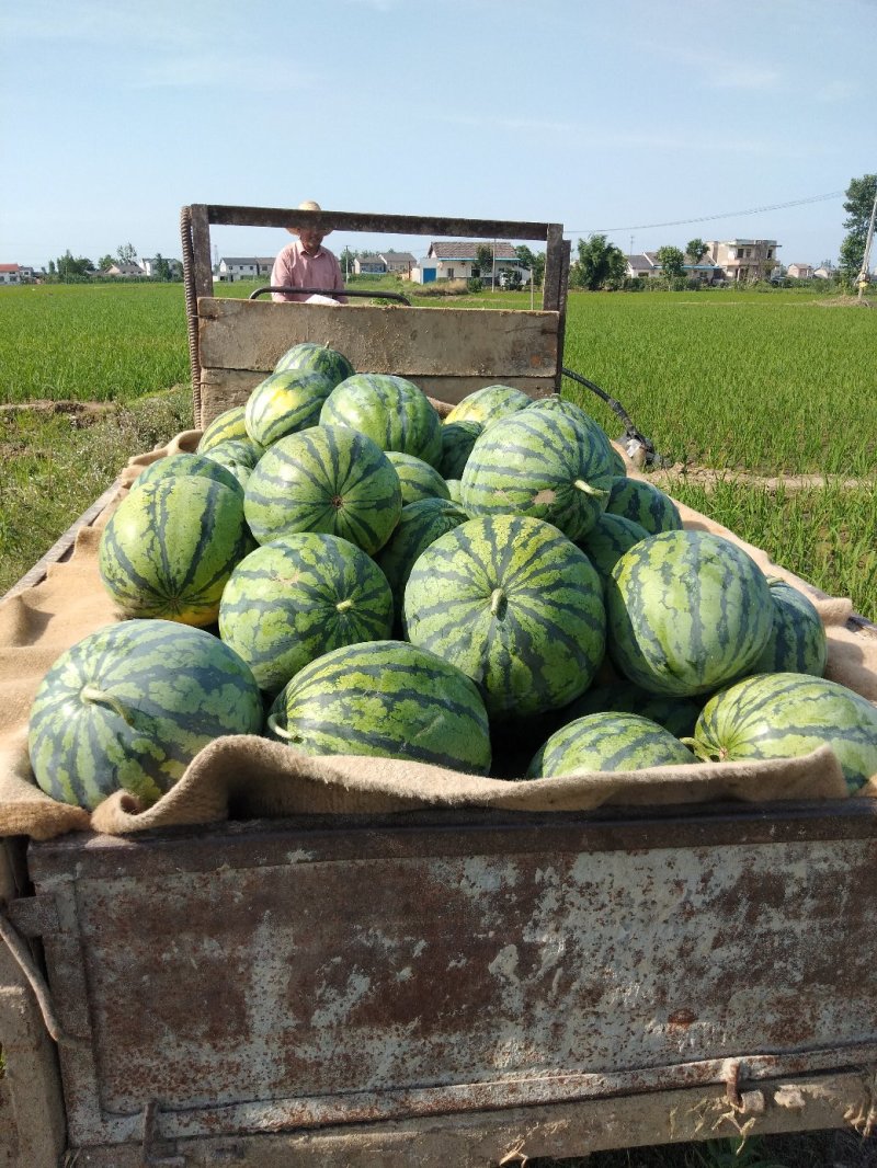 湖北西瓜精品美都大量有货.产地直发。大棚.露天都有