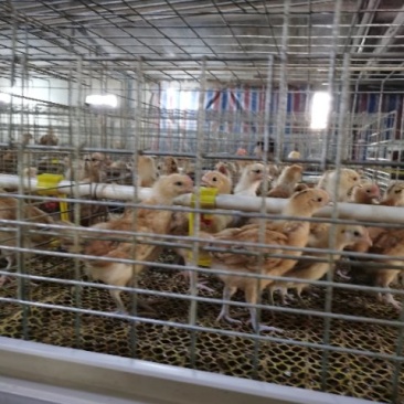 豫苏皖重点土鸡孵化基地，大量出售脱温鸡苗，土鸡苗