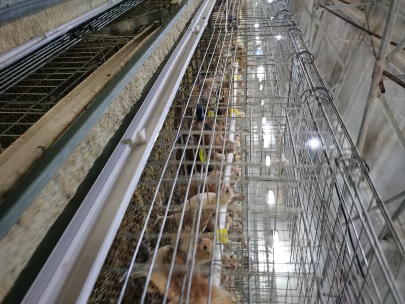豫苏皖重点土鸡孵化基地，大量出售脱温鸡苗，土鸡苗