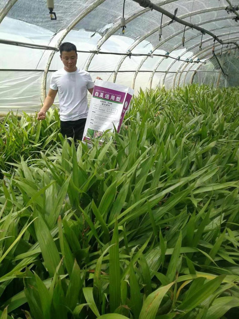 白芨苗白芨种苗大白芨紫花白芨苗产地一手货源