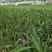 白芨苗白芨种苗大白芨紫花白芨苗产地一手货源