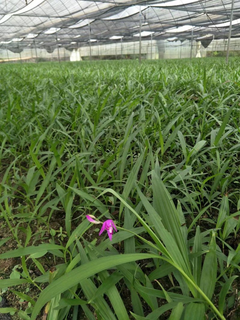 白芨苗白芨种苗大白芨紫花白芨苗产地一手货源