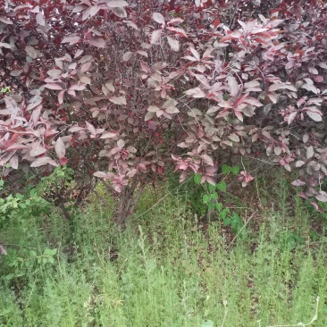 供应优质丛生紫叶矮樱独杆紫叶矮樱量大价低
