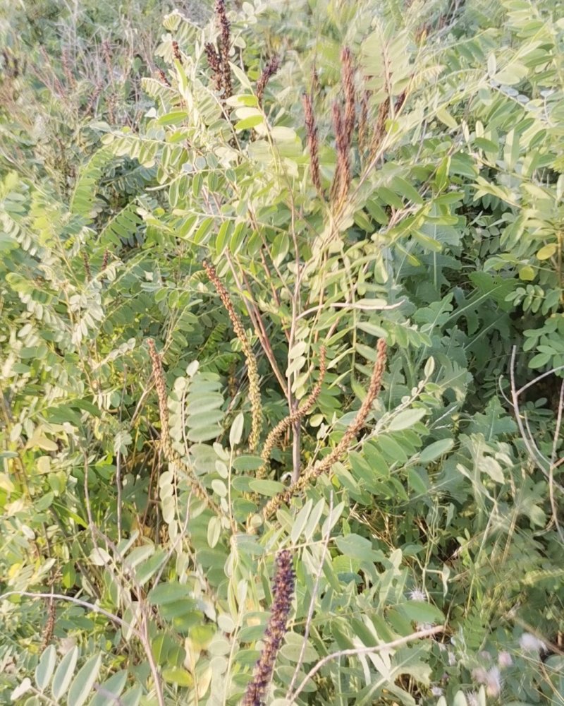 供应优质紫穗槐一年紫穗槐二年紫穗槐三年紫穗槐
