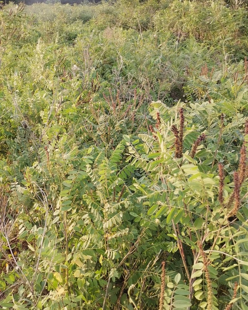 供应优质紫穗槐一年紫穗槐二年紫穗槐三年紫穗槐