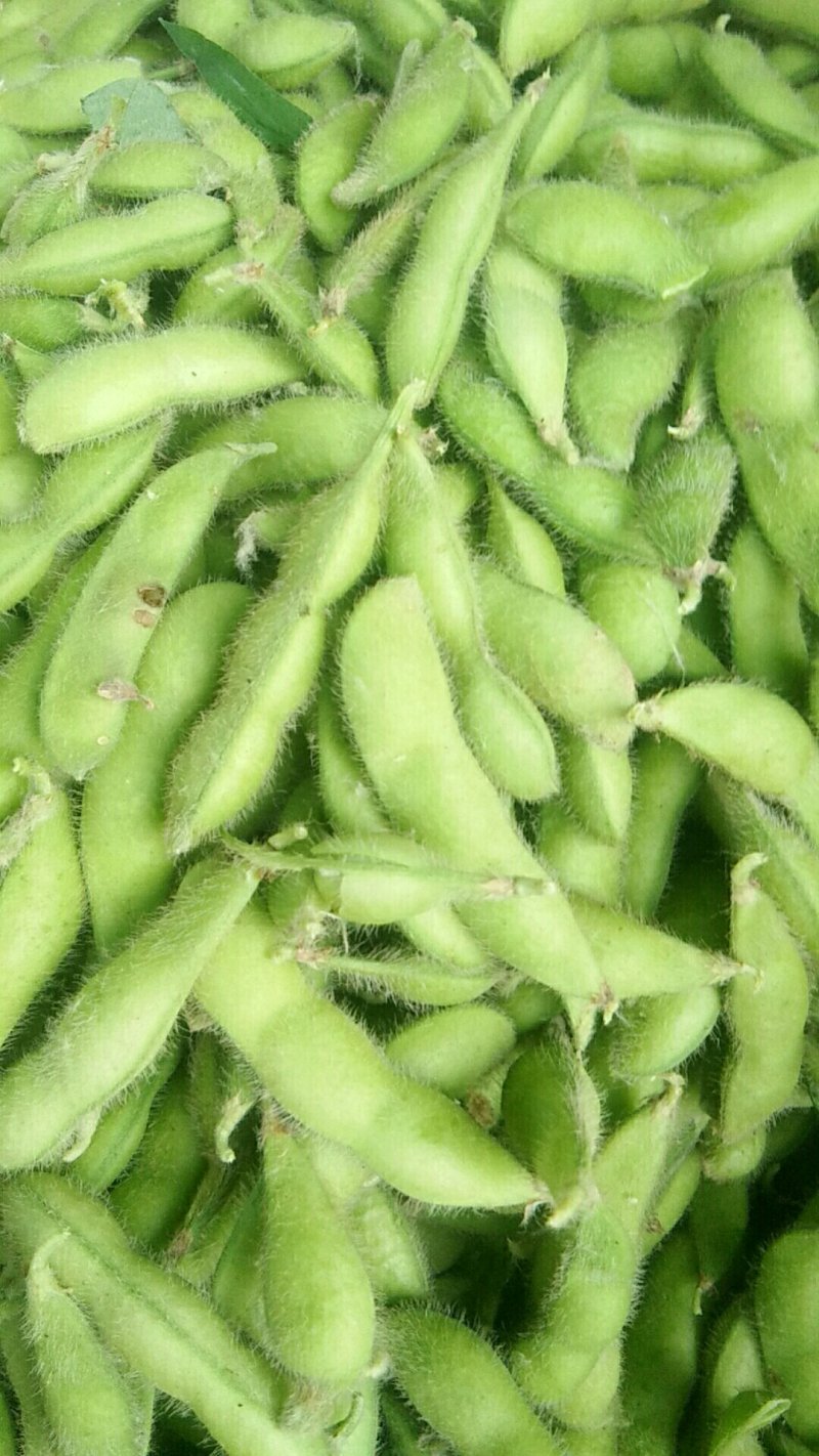 大青豆