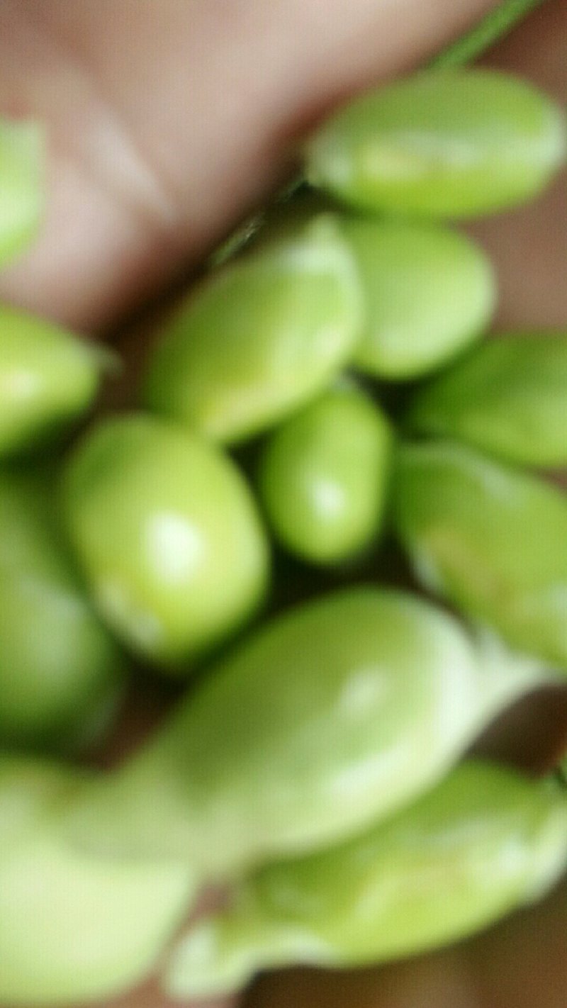 大青豆