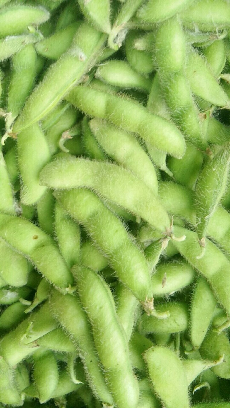 大青豆