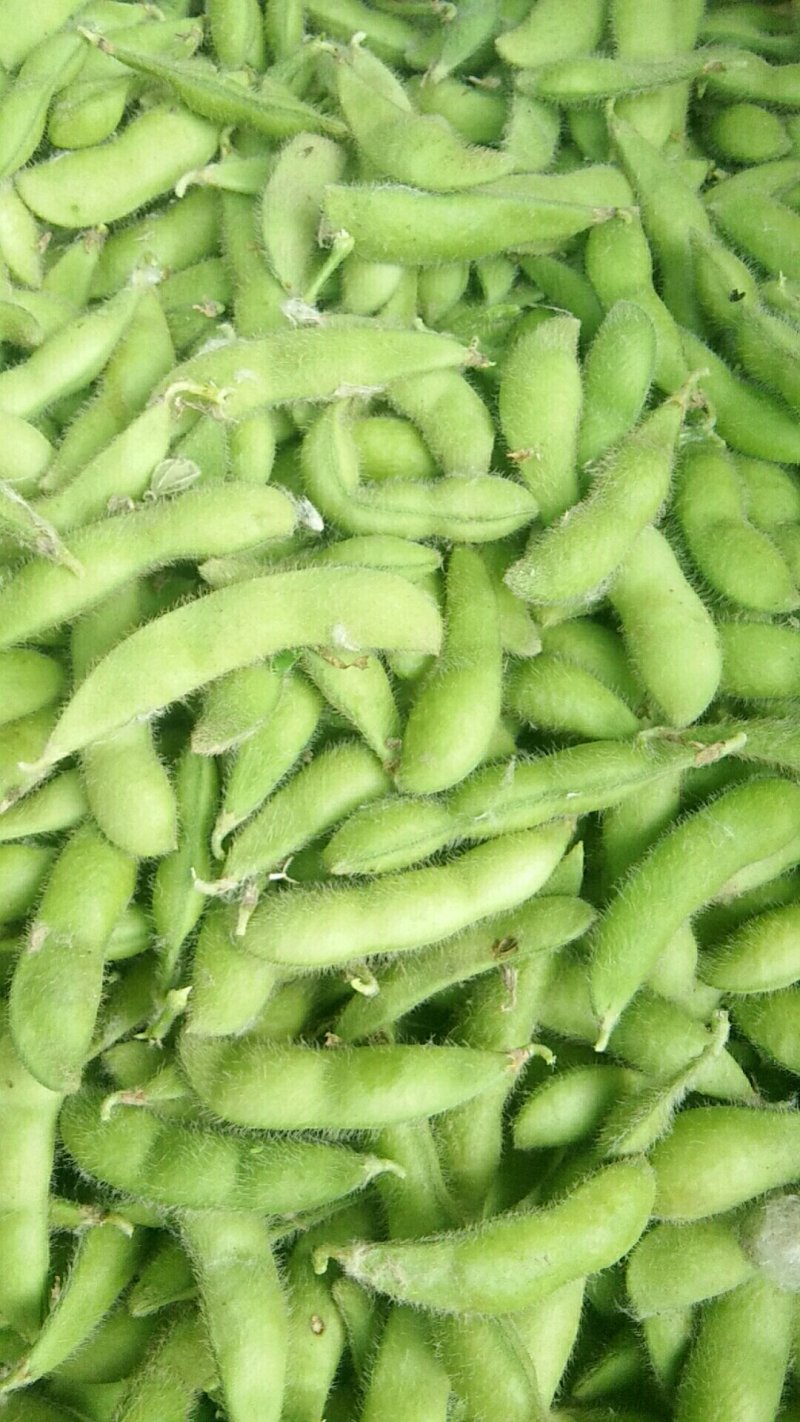 大青豆