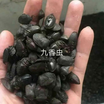 九香虫