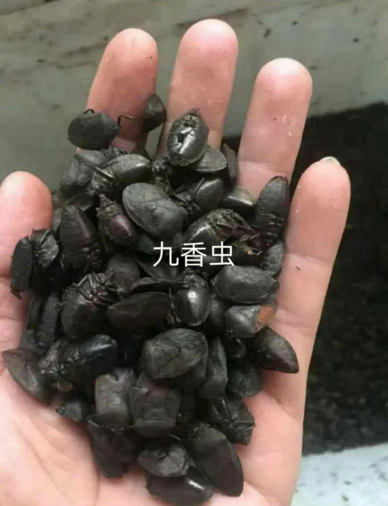 九香虫