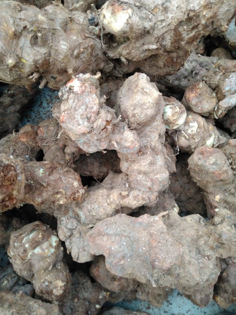 [精品]云南红土茯苓，肉质块根，利润极低，量少匆扰