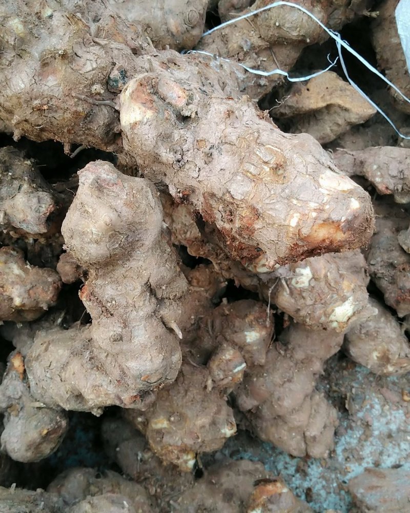 [精品]云南红土茯苓，肉质块根，利润极低，量少匆扰