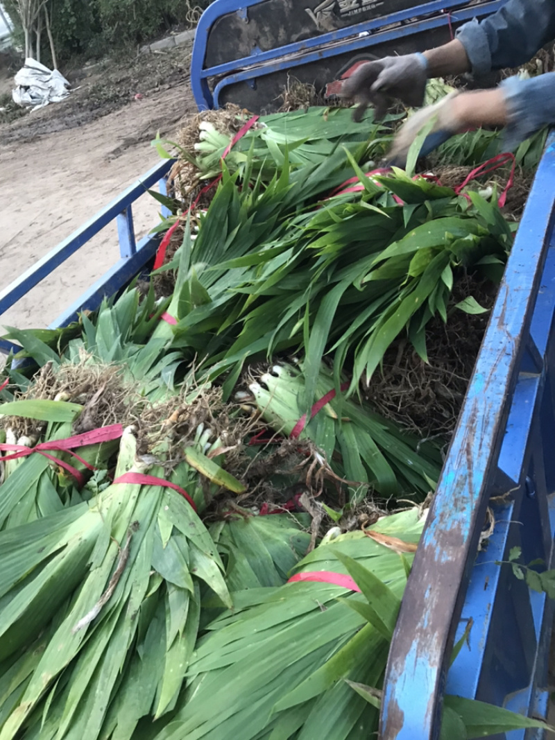 蓝花鸢尾基地直销需要联系欢迎考察….