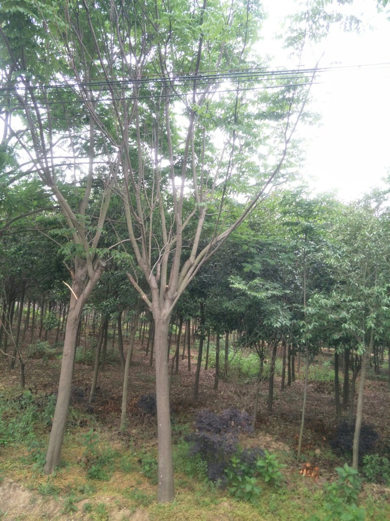 优质栾树基地直销规格齐全欢迎选购