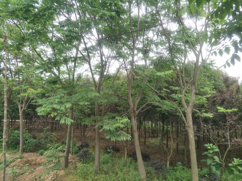 优质栾树基地直销规格齐全欢迎选购