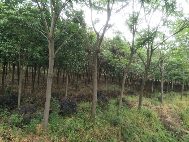 优质栾树基地直销规格齐全欢迎选购