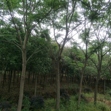 优质栾树基地直销规格齐全欢迎选购
