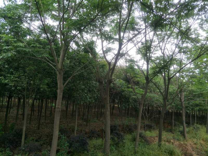 优质栾树基地直销规格齐全欢迎选购