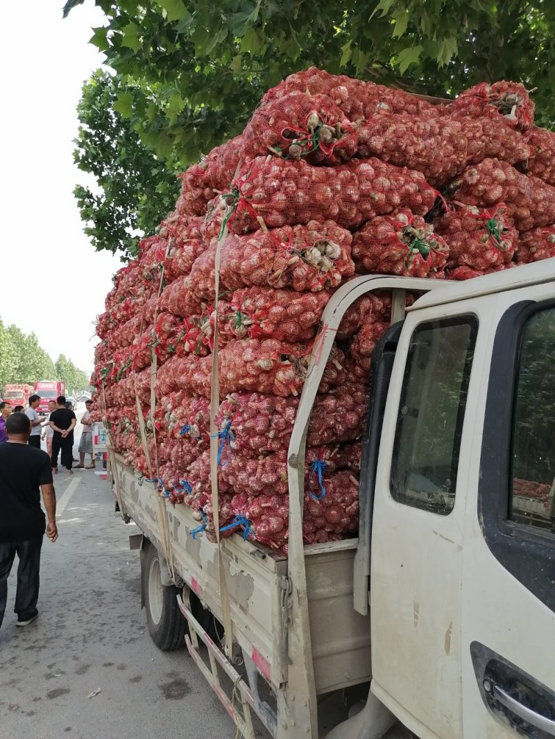 郑州市中牟县杂交鲜蒜