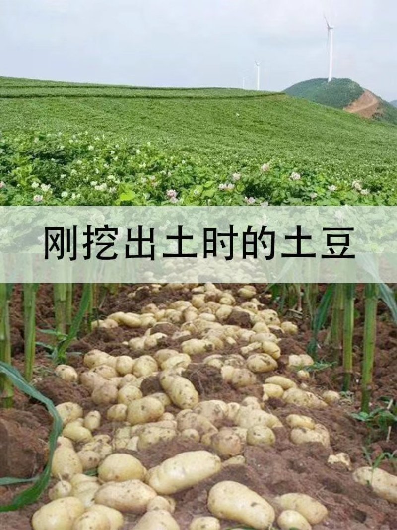 很难荷兰豆2两以上不封顶贵州甩卖之家商贸有限公司