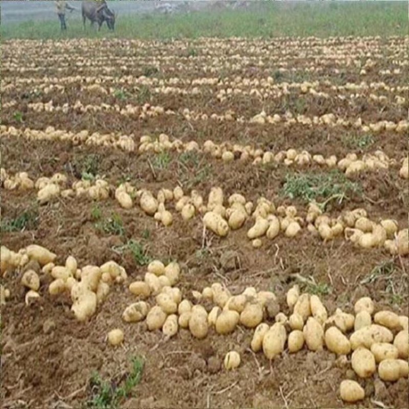 很难荷兰豆2两以上不封顶贵州甩卖之家商贸有限公司