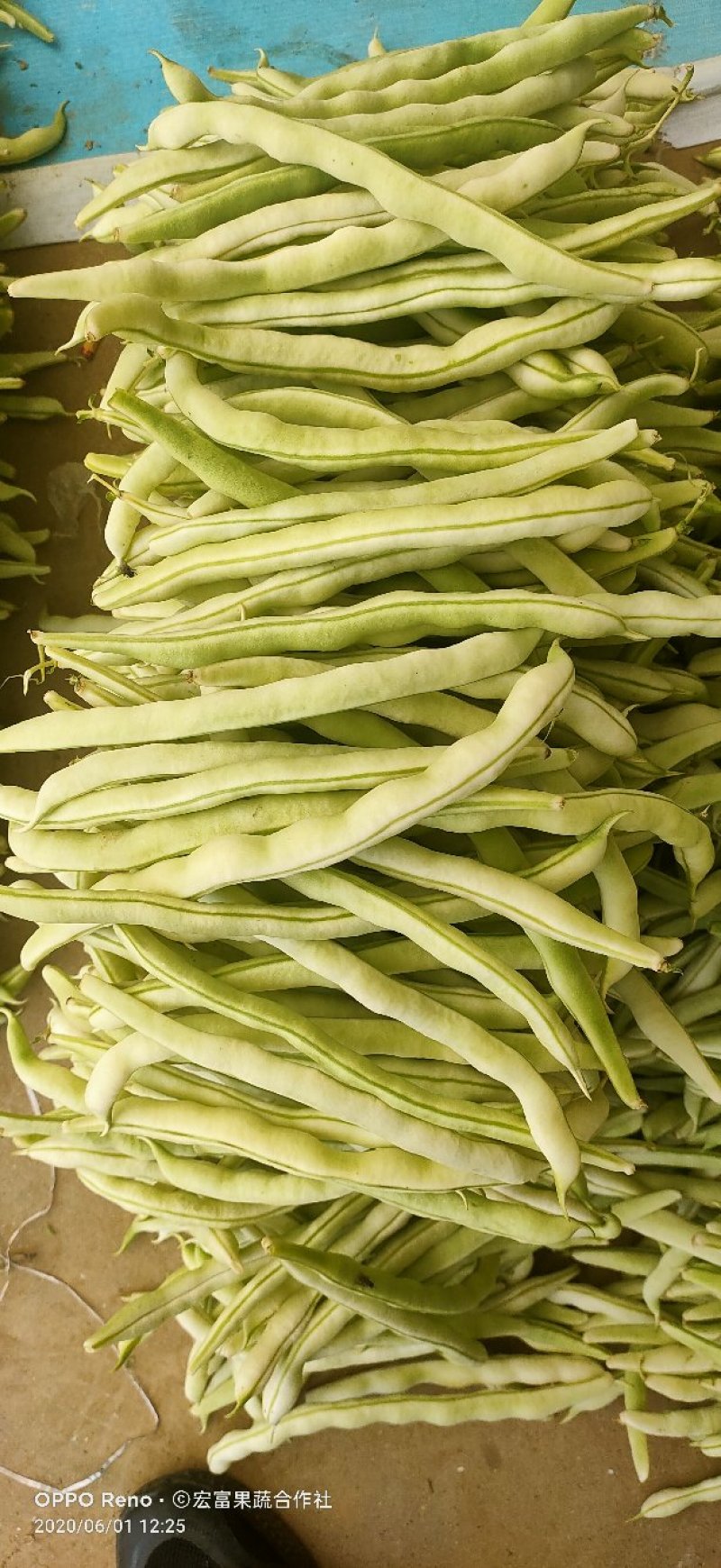 陕西长豆角、脱水豇豆、腌制豇豆《稳定货源大量供应》