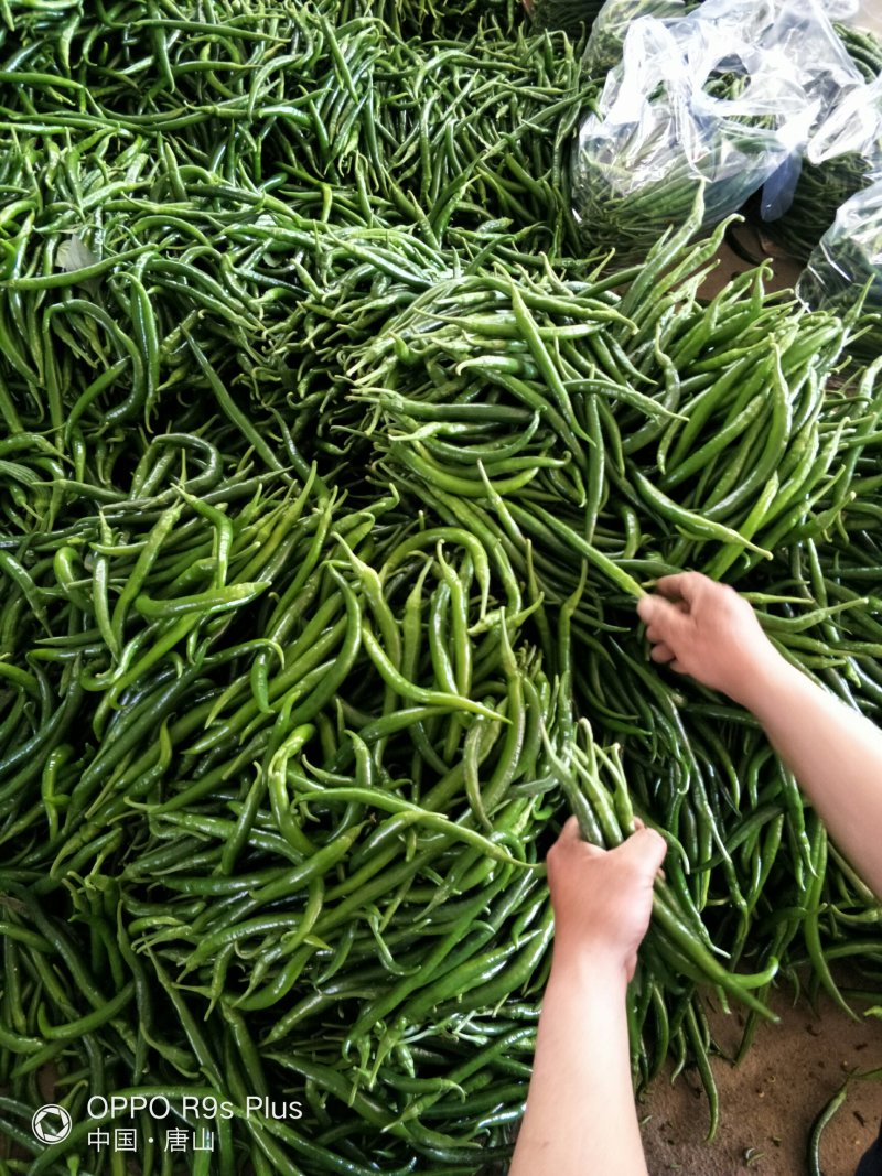 唐山市滦南县精品线椒