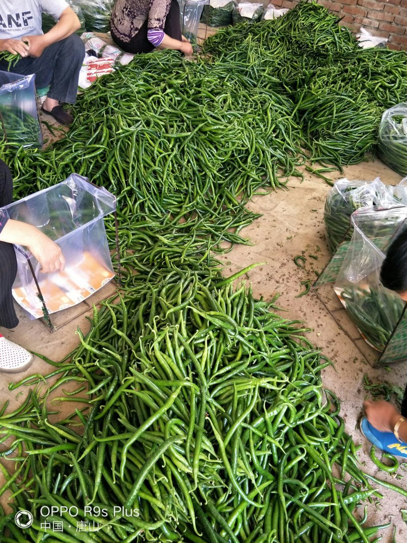 唐山市滦南县精品线椒