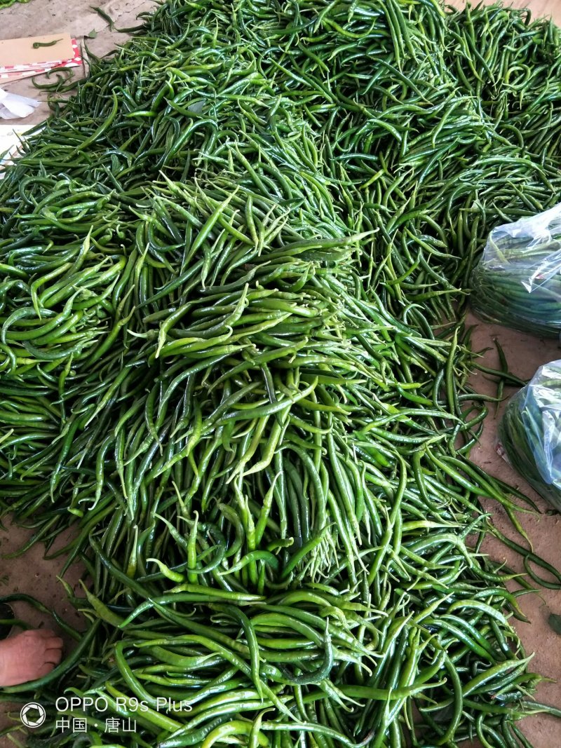 唐山市滦南县精品线椒