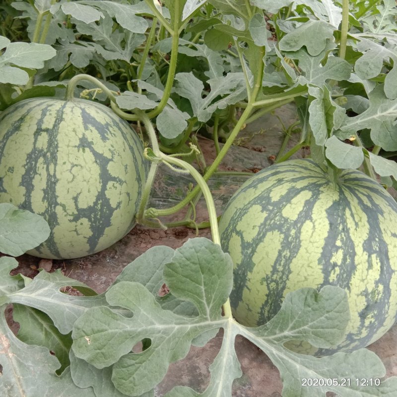 8424玉脆西瓜